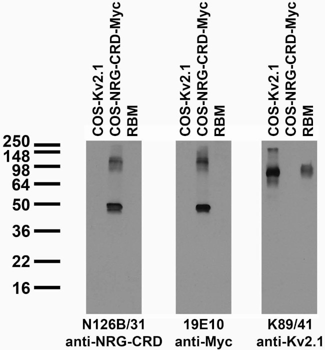 Neuregulin-CRD (Cysteine-Rich Domain/Type III) Antibody in Western Blot (WB)
