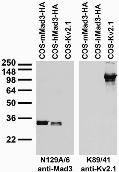 Mad3 Antibody in Western Blot (WB)