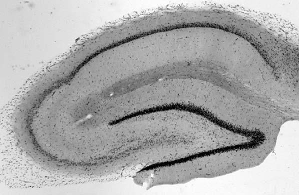 Histone H3.3 Antibody in Immunohistochemistry (Frozen) (IHC (F))