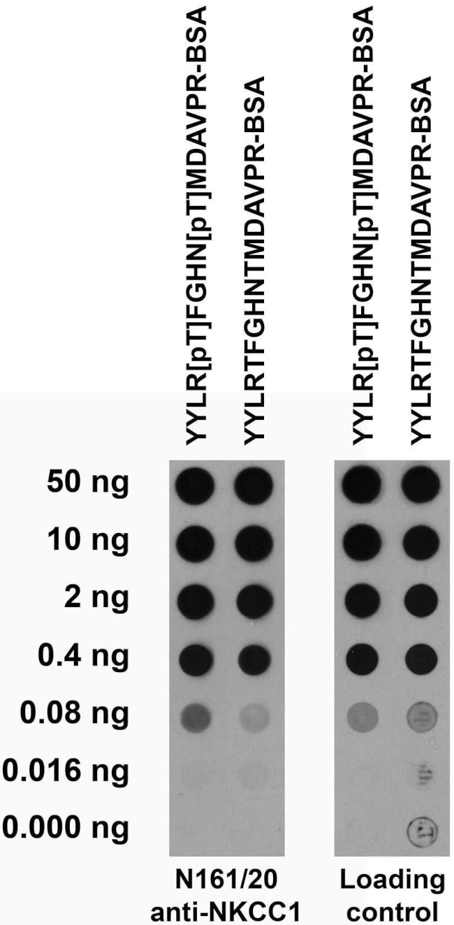 NKCC1 Antibody in Dot Blot (DB)