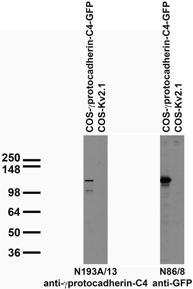 Gamma-Protocadherin-C4 Antibody in Western Blot (WB)