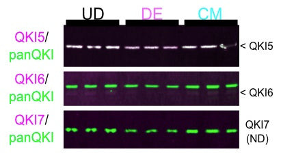 QKI-5 Antibody in Western Blot (WB)