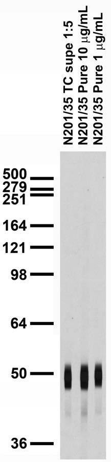 Iduna/RNF146 Antibody in Western Blot (WB)