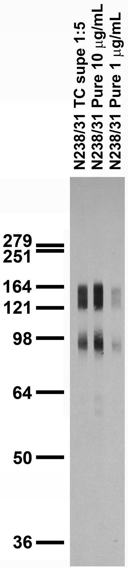 SAPAP1/2 Antibody in Western Blot (WB)