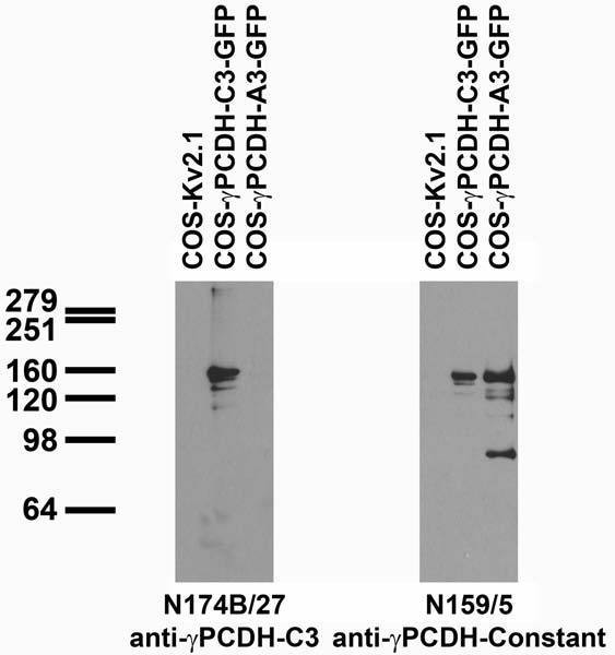 Gamma-Protocadherin-C3 Antibody in Western Blot (WB)