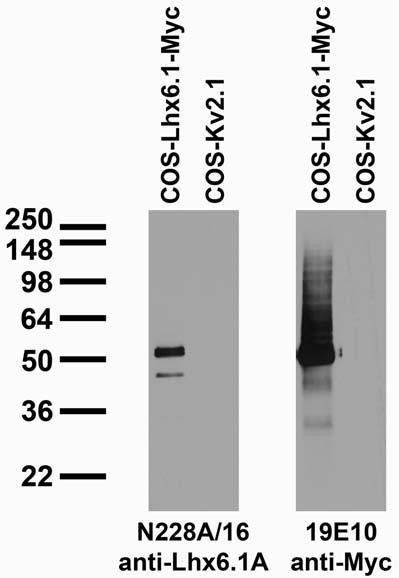 Lhx6.1 Antibody in Western Blot (WB)