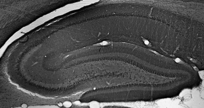 TRIP8b Antibody in Immunohistochemistry (Frozen) (IHC (F))