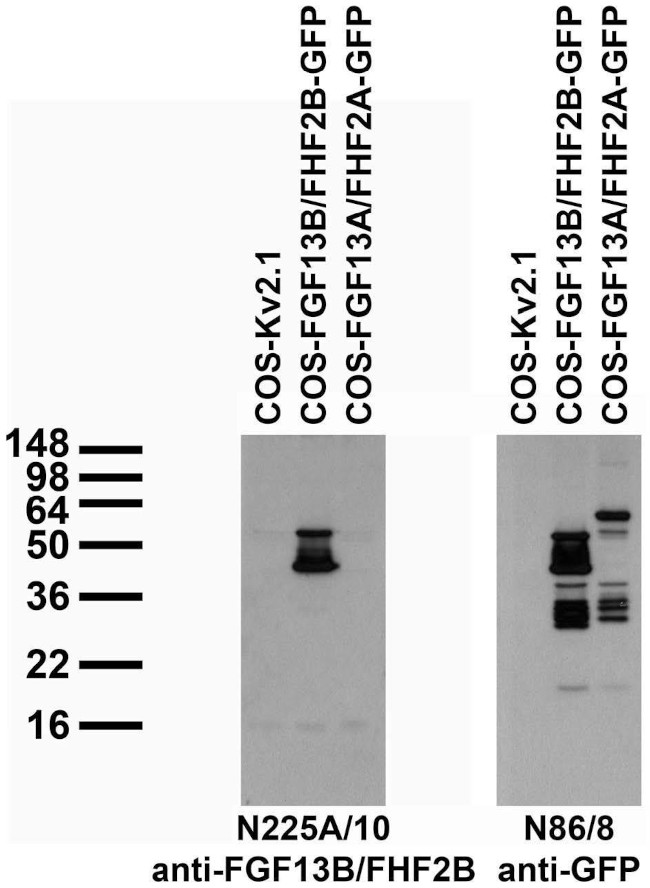 FGF13/FHF2/B Isoform Antibody in Western Blot (WB)