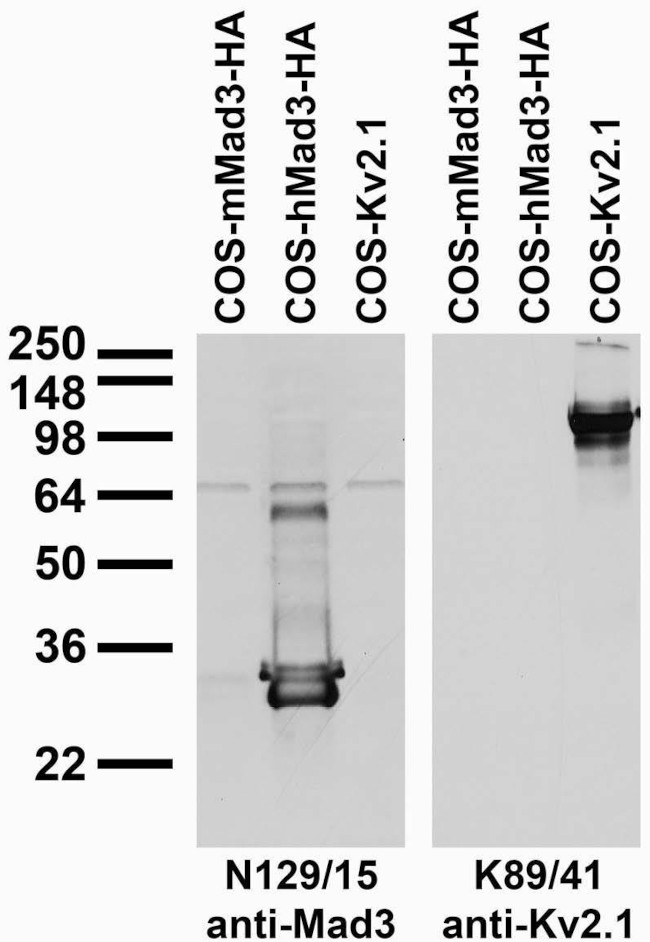 Mad3 Antibody in Western Blot (WB)