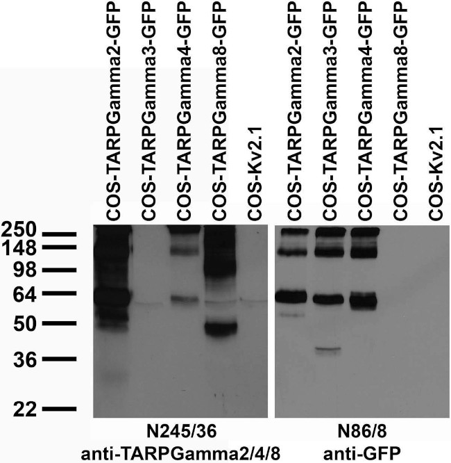 TARPGamma2/4/8 Antibody in Western Blot (WB)