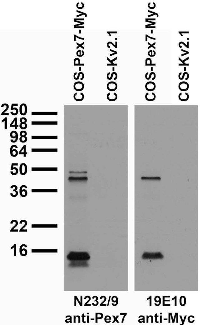 PEX7 Antibody in Western Blot (WB)