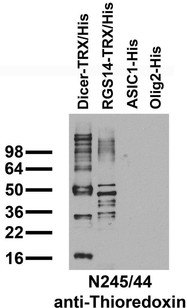 Thioredoxin Antibody in Western Blot (WB)