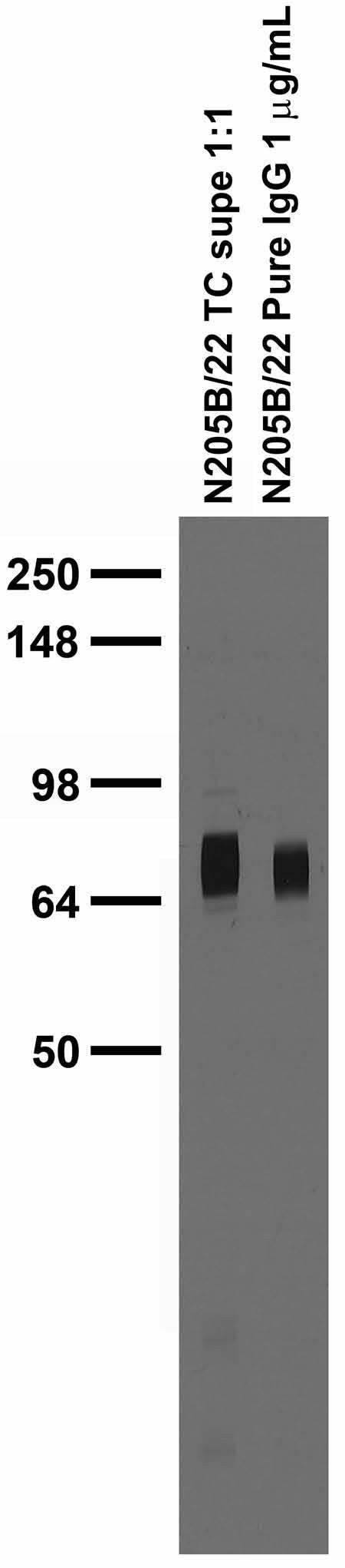 LRRTM4 Antibody in Western Blot (WB)