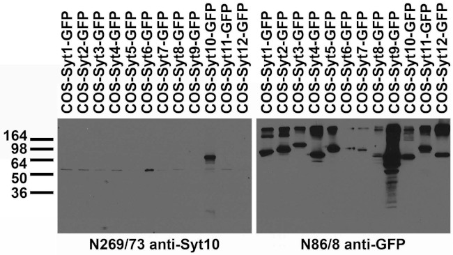 Synaptotagmin-10 Antibody in Western Blot (WB)