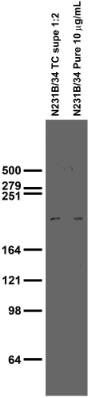 LRRK2/Dardarin/N3 Antibody in Western Blot (WB)