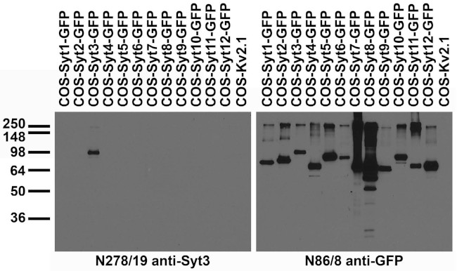 Synaptotagmin-3 Antibody in Western Blot (WB)