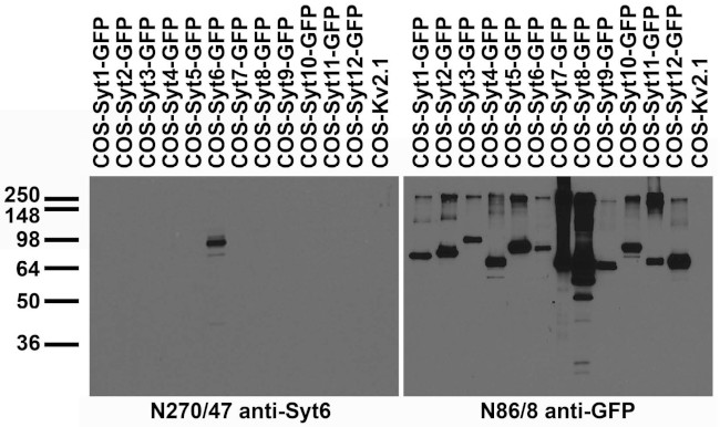 Synaptotagmin-6 Antibody in Western Blot (WB)