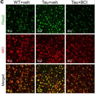 GluN1/NR1 Glutamate Receptor Antibody in Immunohistochemistry (Frozen) (IHC (F))
