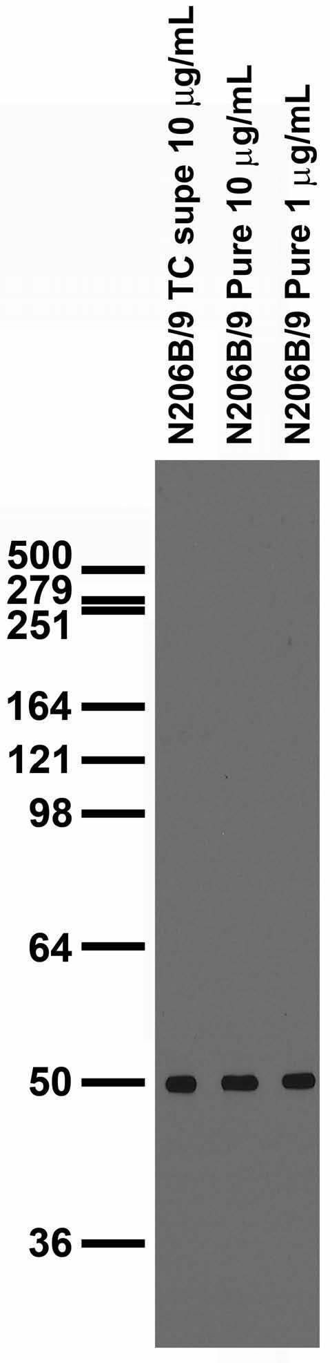 GFAP-R416WT Antibody in Western Blot (WB)