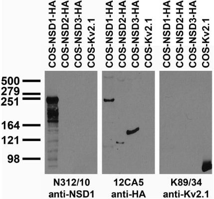 NSD1 Antibody in Western Blot (WB)
