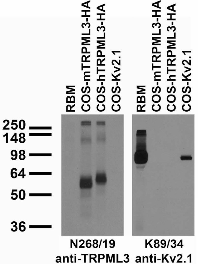 TRPML3/Mucolipin-3 Antibody in Western Blot (WB)