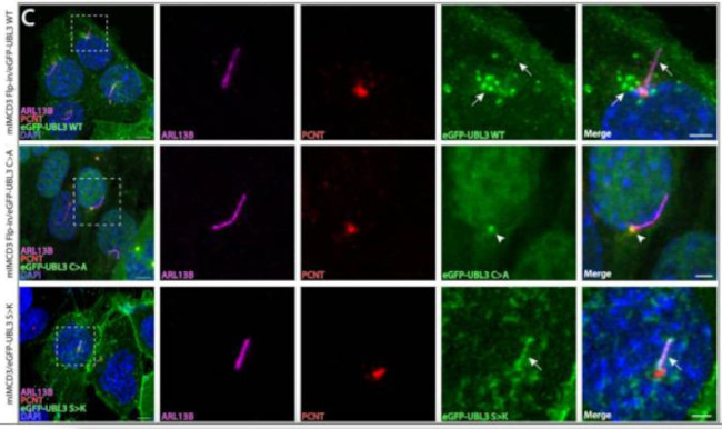 Arl13b Antibody in Immunocytochemistry (ICC/IF)