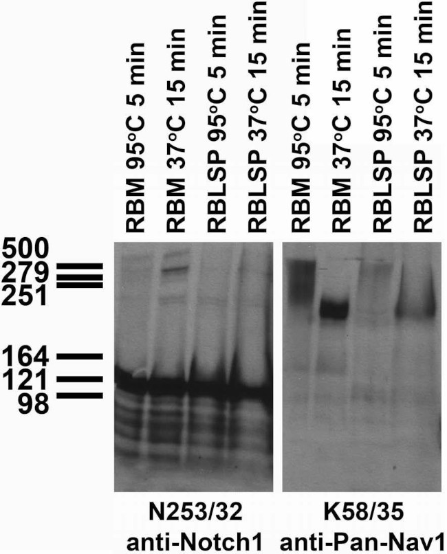 Notch1 Antibody in Immunohistochemistry (Frozen) (IHC (F))