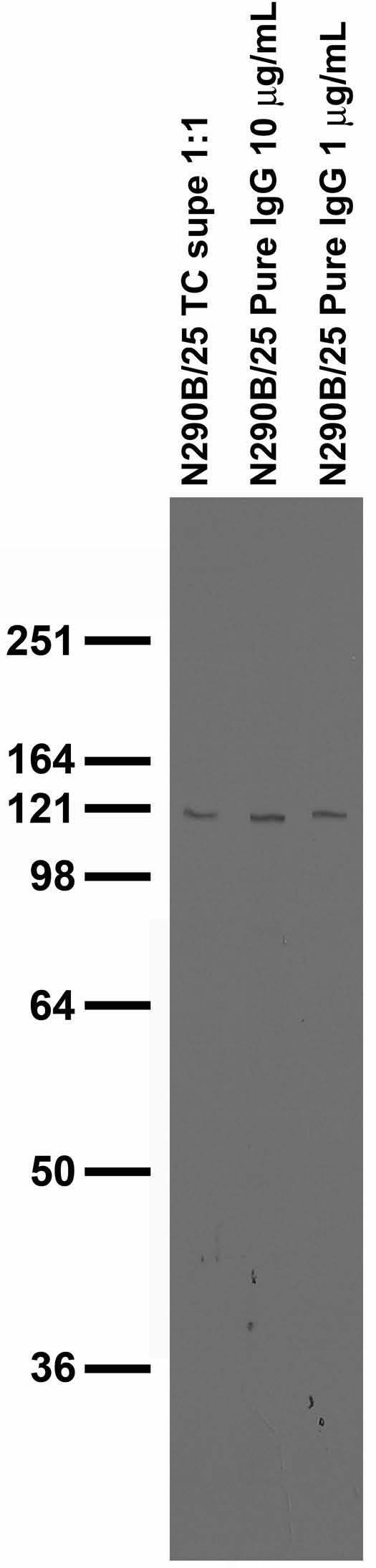 ARHGAP4 Antibody in Immunohistochemistry (Frozen) (IHC (F))