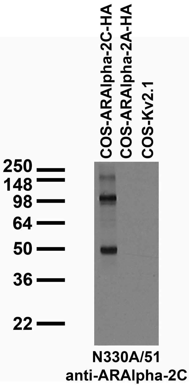 Alpha-2C Adrenergic Receptor Antibody in Western Blot (WB)