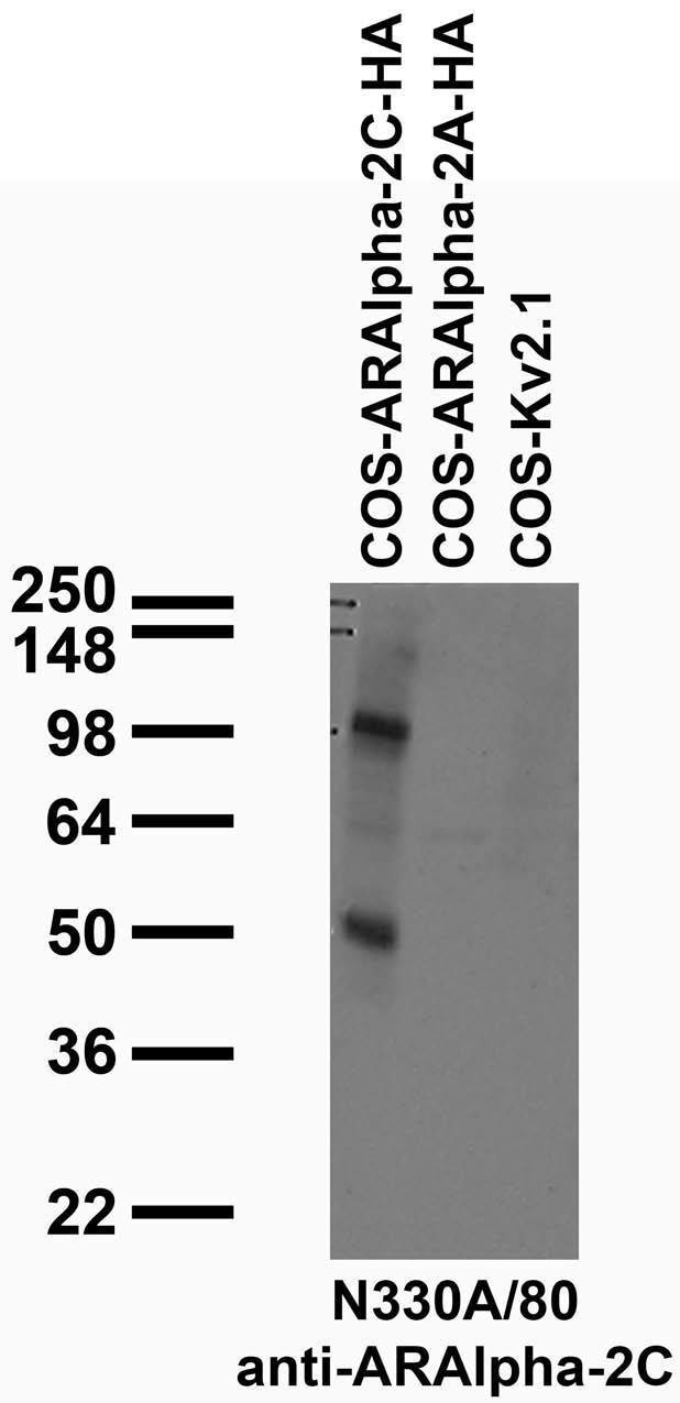 Alpha-2C Adrenergic Receptor Antibody in Western Blot (WB)