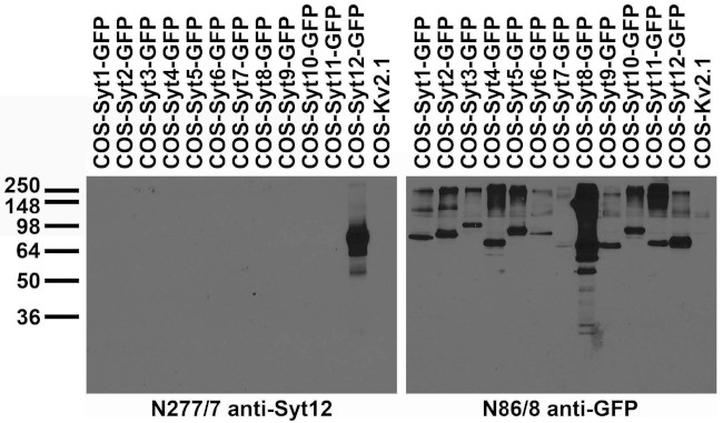 Synaptotagmin-12 Antibody in Western Blot (WB)
