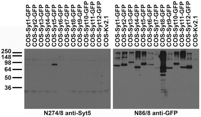 Synaptotagmin-5 Antibody in Western Blot (WB)
