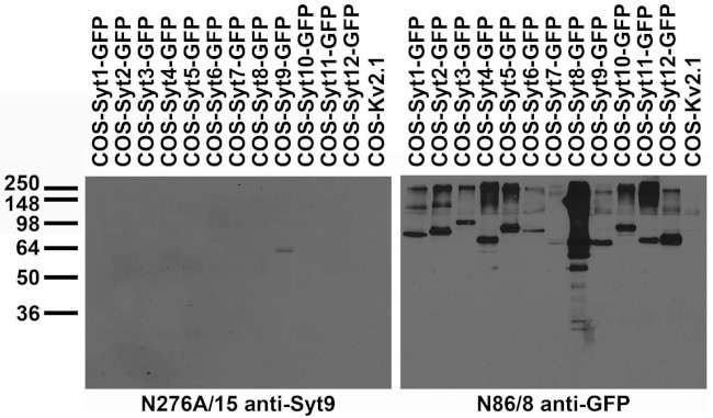 Synaptotagmin-9 Antibody in Western Blot (WB)