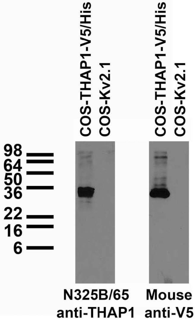 THAP1 Antibody in Western Blot (WB)