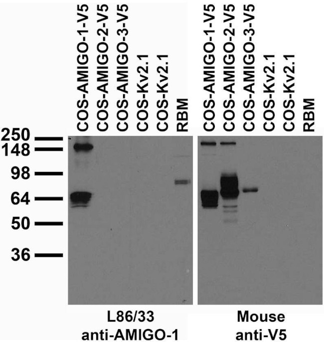AMIGO-1 Antibody in Immunohistochemistry (Frozen) (IHC (F))