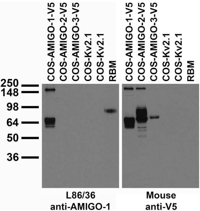 AMIGO-1 Antibody in Immunohistochemistry (Frozen) (IHC (F))