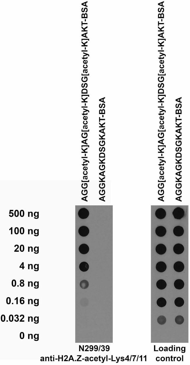 Histone H2A.Z Acetyl-Lys4/7/11 Antibody in Western Blot (WB)