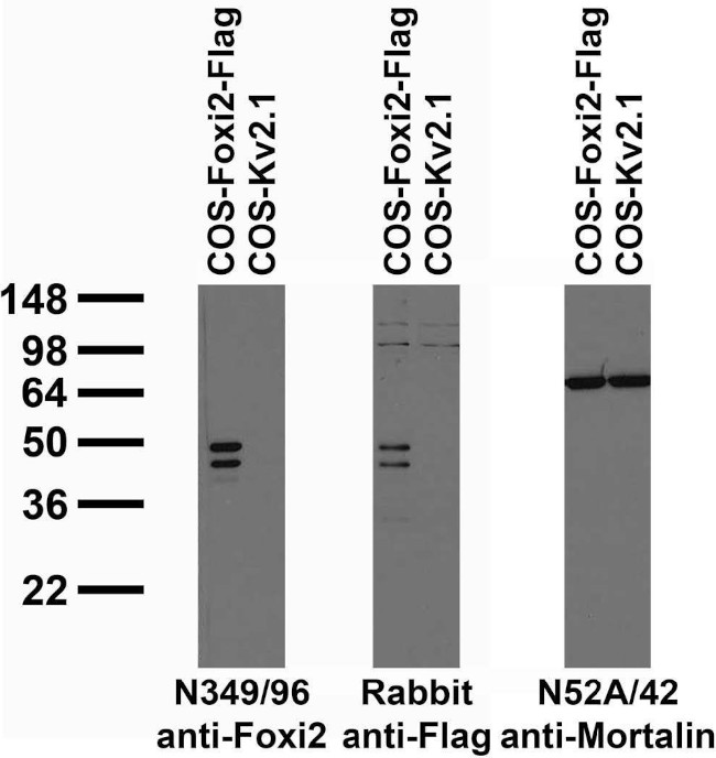 Foxi2 Antibody in Immunocytochemistry (ICC/IF)