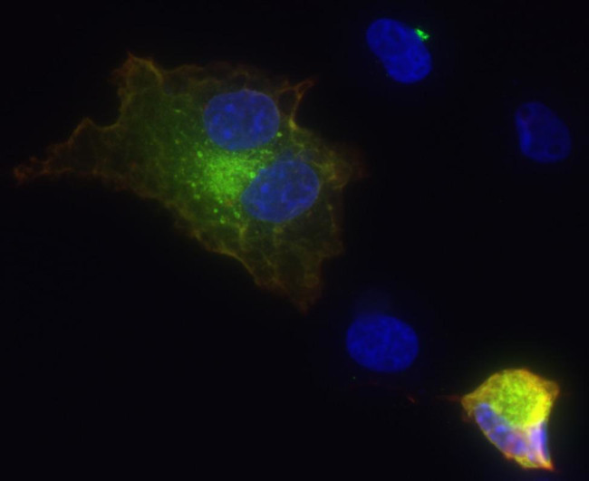 Flrt3 Antibody in Western Blot (WB)