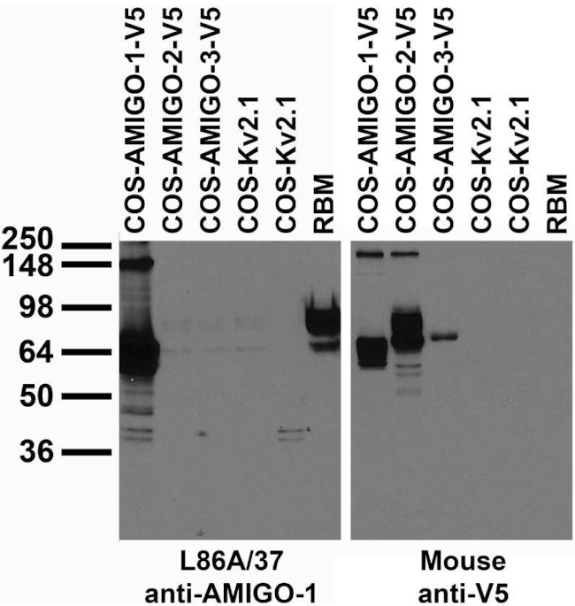 AMIGO-1 Antibody in Immunohistochemistry (Frozen) (IHC (F))