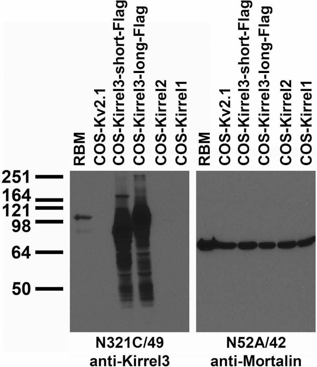 Kirrel3 Short/Long Antibody in Western Blot (WB)