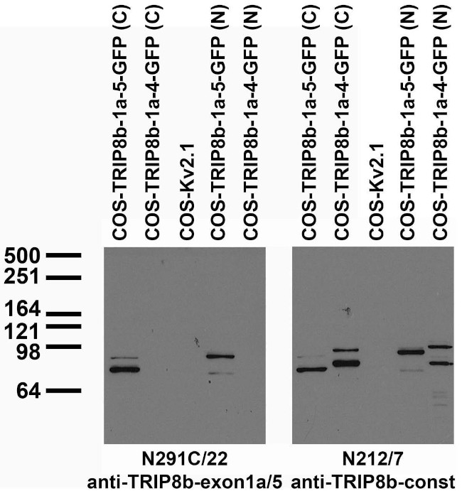 TRIP8B (Exon 1A/5 Junction) Antibody in Western Blot (WB)