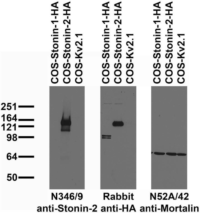 Stonin-2 Antibody in Western Blot (WB)