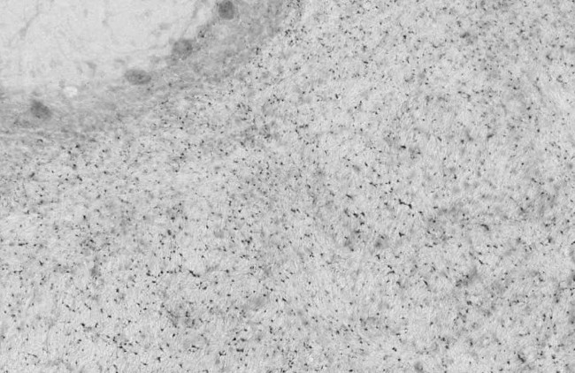 Bral1 Antibody in Immunohistochemistry (Frozen) (IHC (F))