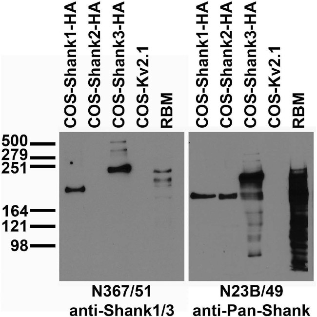 Shank1/Shank3 Antibody in Immunohistochemistry (Frozen) (IHC (F))