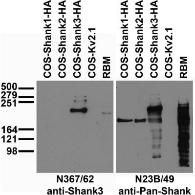 Shank3 Antibody in Immunohistochemistry (Frozen) (IHC (F))