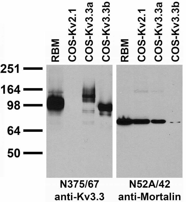Kv3.3 Potassium Channel Antibody in Immunohistochemistry (Frozen) (IHC (F))