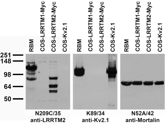 LRRTM2 Antibody in Western Blot (WB)
