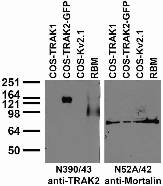 TRAK2 Antibody in Western Blot (WB)