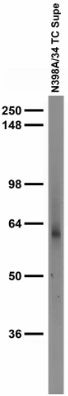 GABA-A-R-Alpha4 Antibody in Immunohistochemistry (Frozen) (IHC (F))